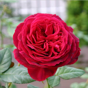 Pоза Правилна работа - розов - Чайно хибридни рози 